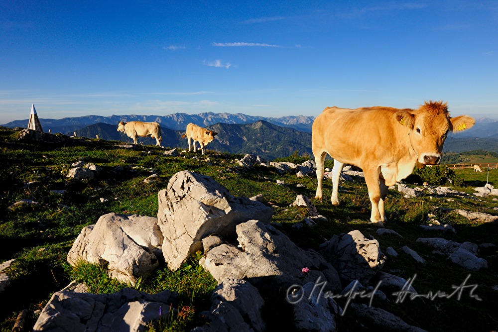cattle on the Gemeindealpe (1626 meters)