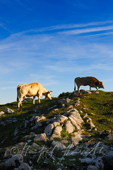 cattle on the Gemeindealpe (1626 meters)