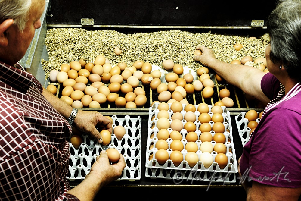 organic farmers assorting eggs