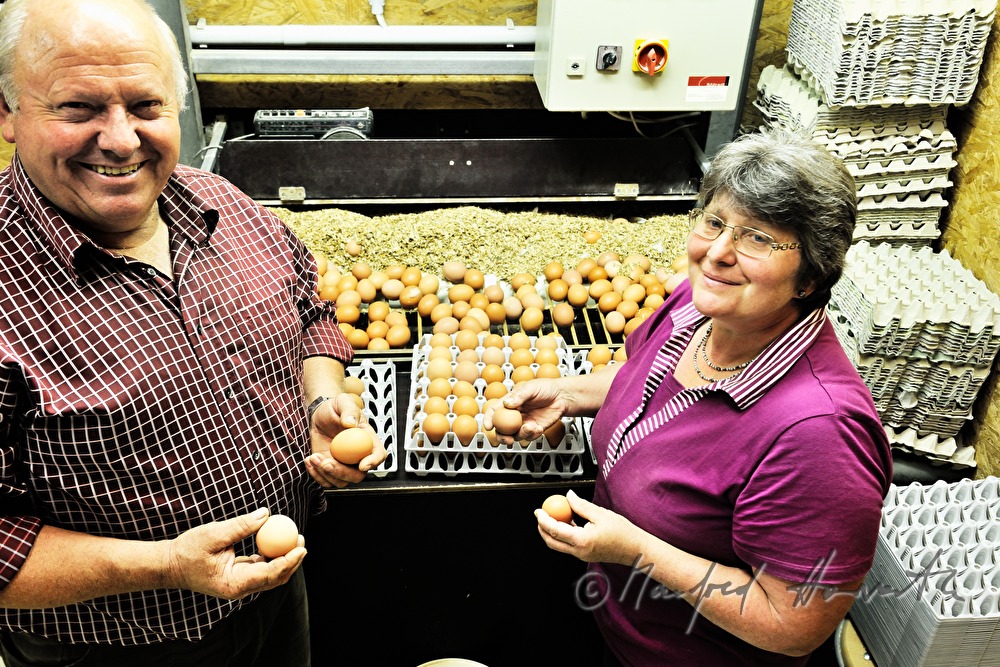 organic farmers assorting eggs