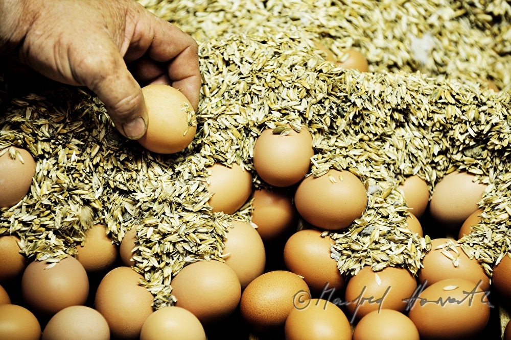 organic farmers assorting eggs