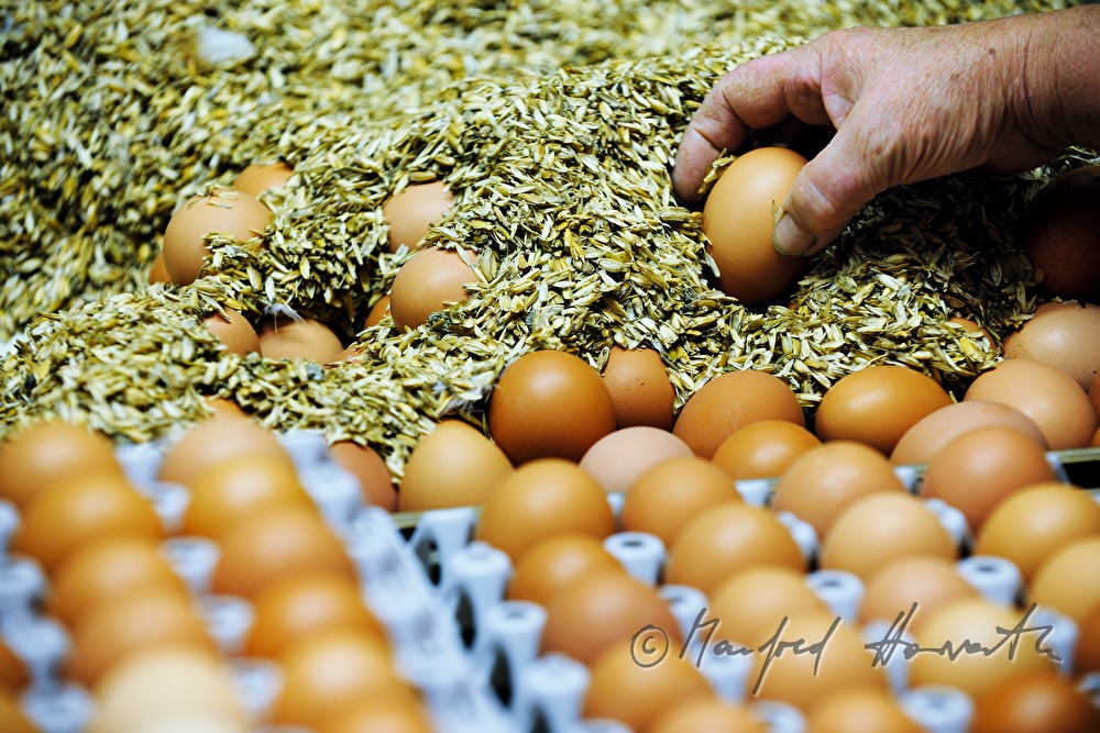 organic farmers assorting eggs