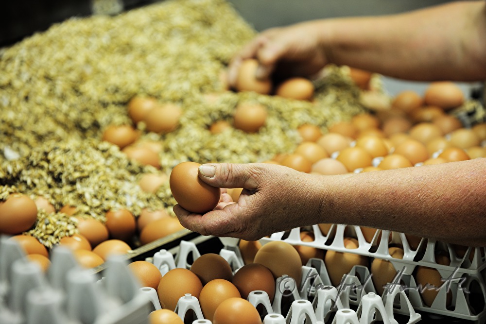 organic farmers assorting eggs