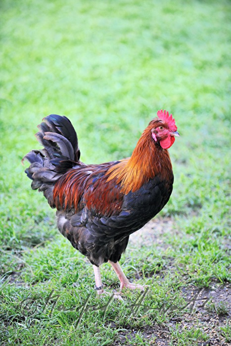 rooster in the garden (race: Sulmtaler)