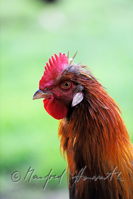 rooster in the garden (race: Sulmtaler)
