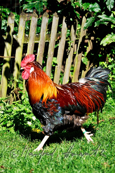 rooster in the garden (race: Sulmtaler)