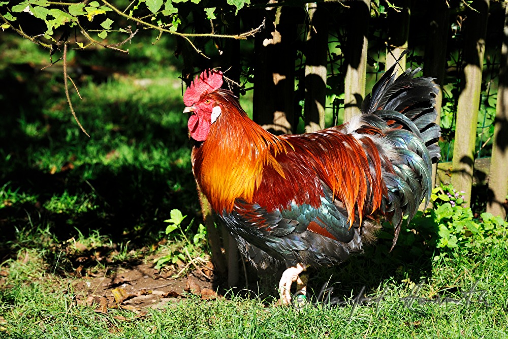 rooster in the garden (race: Sulmtaler)
