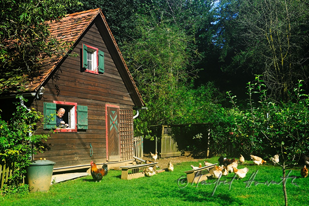 farmer in the hen house feeding his chickens