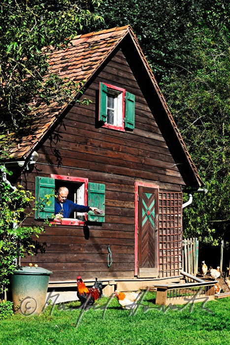 farmer in the hen house feeding his chickens