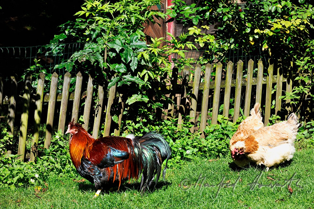 capon and hen in the garden (race: Sulmtaler)