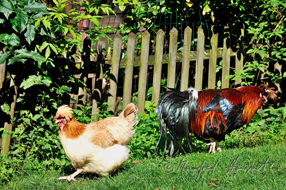 capon and hen in the garden (race: Sulmtaler)