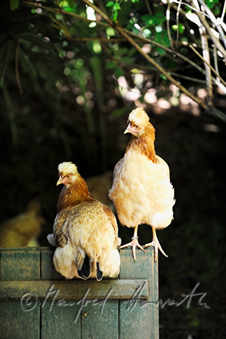 two hens in the garden (race: Sulmtaler)