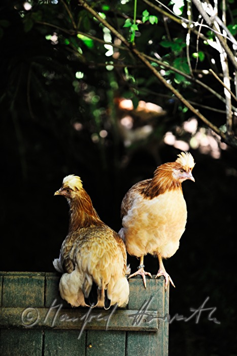 two hens in the garden (race: Sulmtaler)