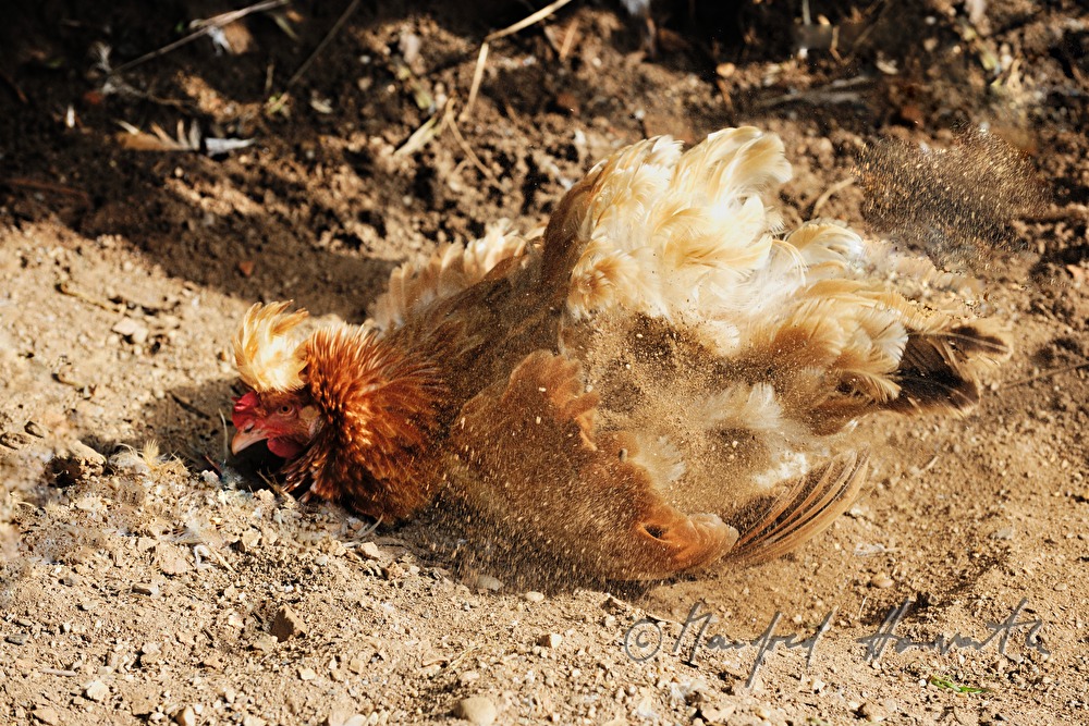 Sulmtaler hen takes a sand bath