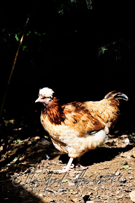 Sulmtaler hen in the garden