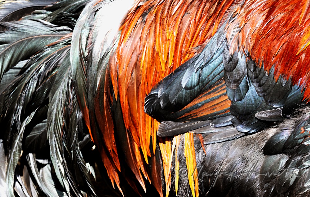 plumage of a rooster in the garden (race: Sulmtaler)