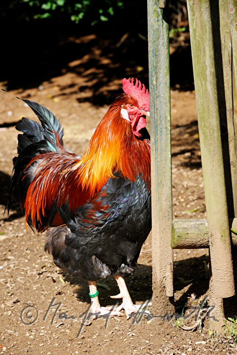 rooster in the garden (race: Sulmtaler)