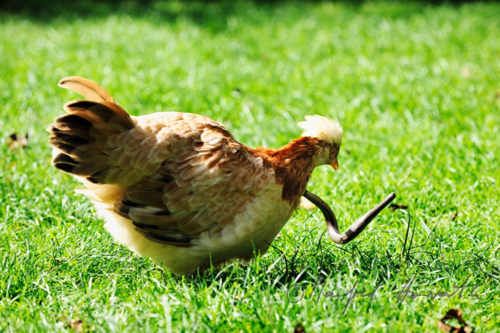Sulmtaler hen in the garden eats a slowworm