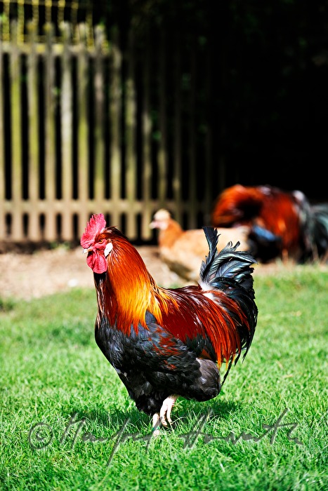 rooster in the garden (race: Sulmtaler)
