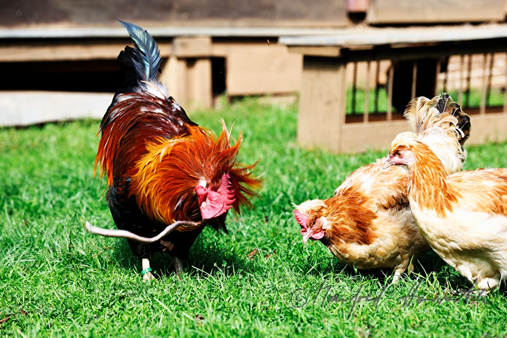 rooster in the garden (race: Sulmtaler) eats a slowworm