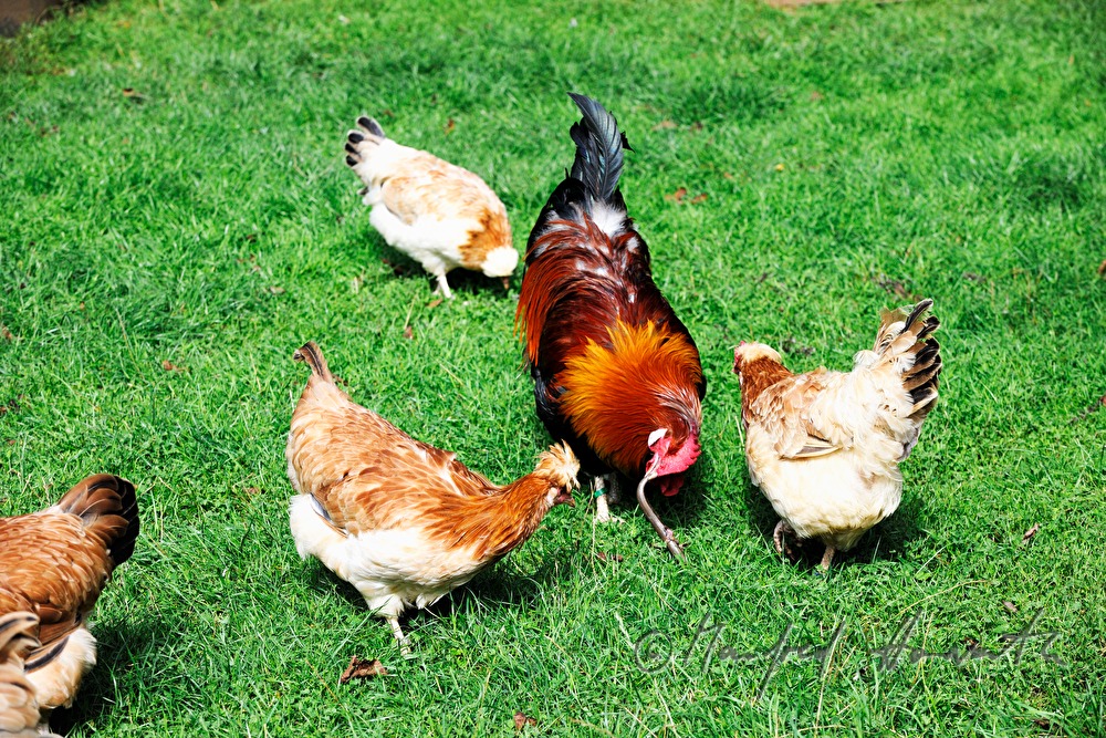 rooster in the garden (race: Sulmtaler) eats a slowworm
