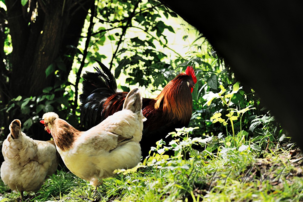 Sulmtaler hens in the garden