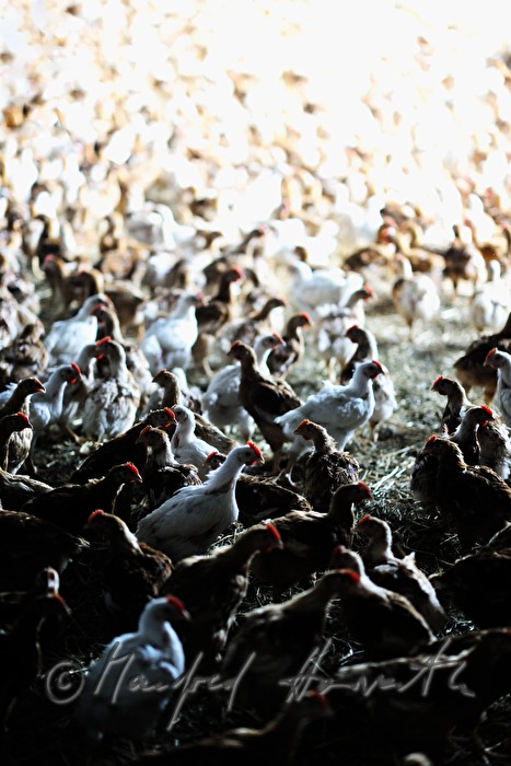 five weeks old chickens for fattening in the barn