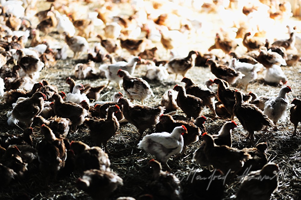 five weeks old chickens for fattening in the barn