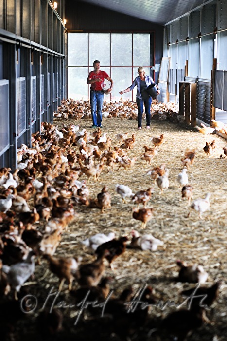organic farmer feeding hens in the barn