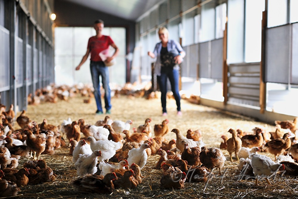 organic farmer feeding hens in the barn
