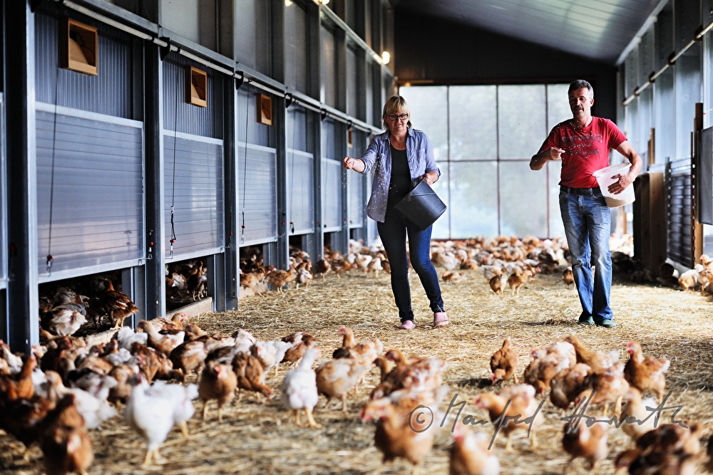 organic farmer feeding hens in the barn