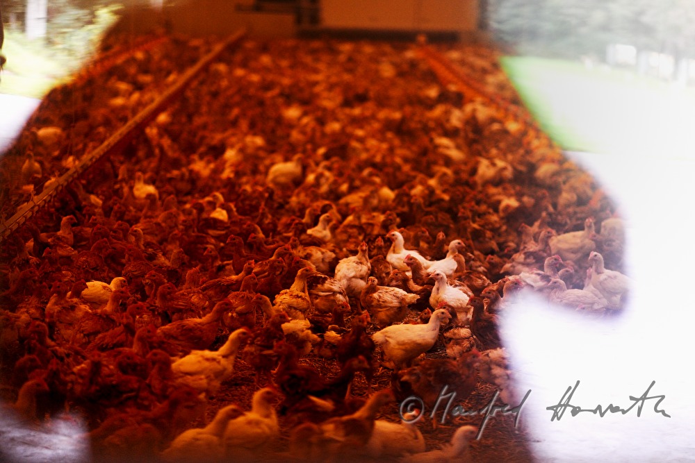 five weeks old chickens for fattening in the barn
