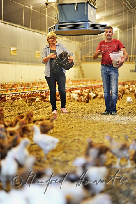 organic farmer feeding hens in the barn