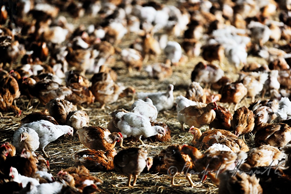 five weeks old chickens for fattening in the barn