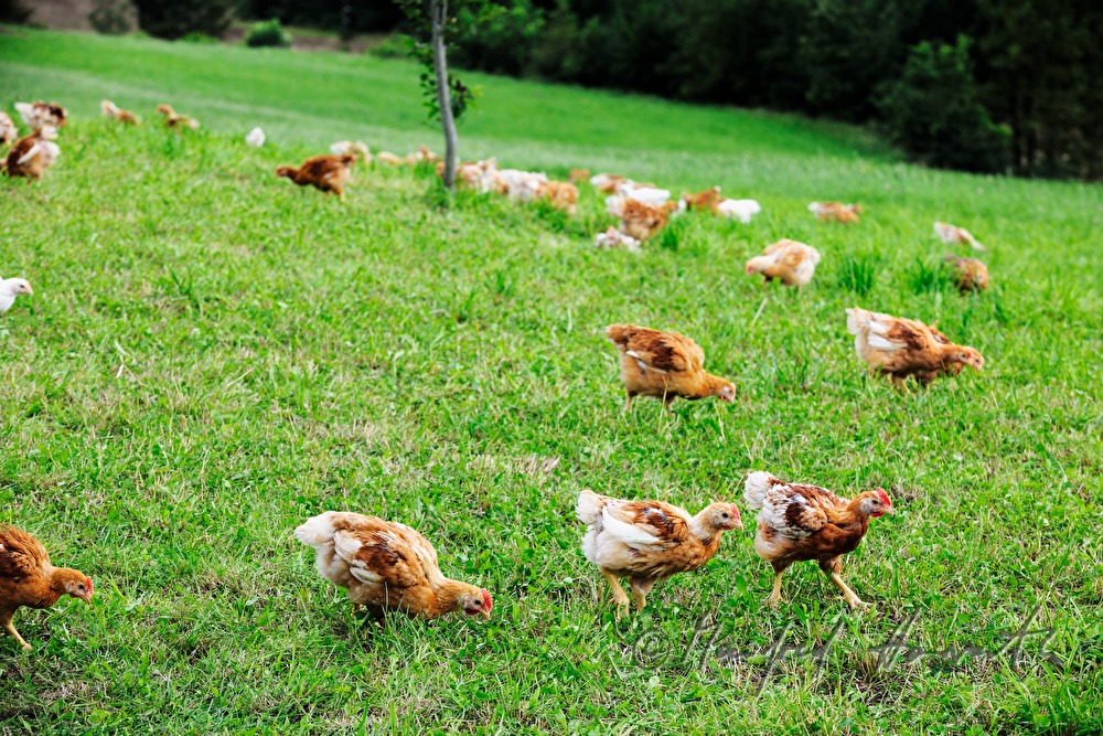 five weeks old chickens for fattening in the barn