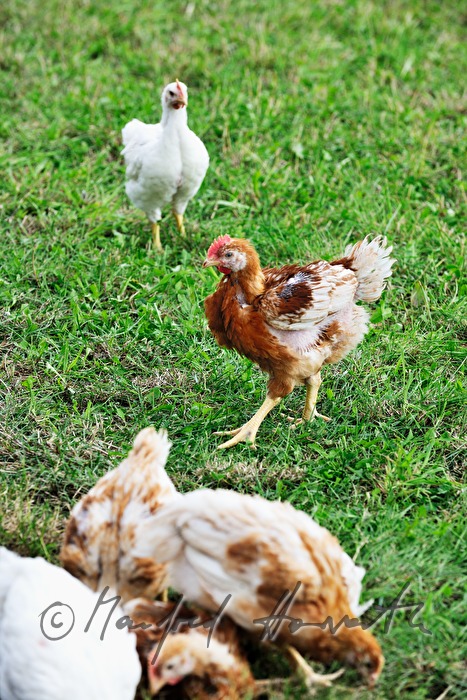 five weeks old chickens for fattening in the barn