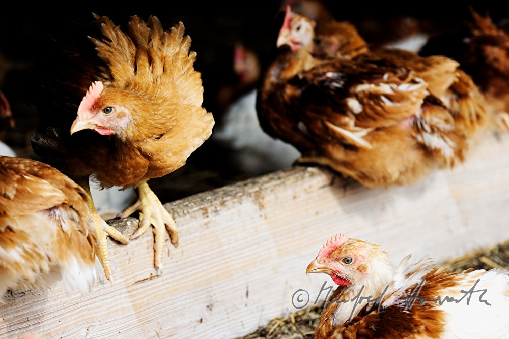 five weeks old chickens for fattening in the barn