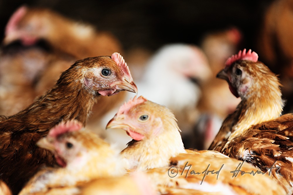 five weeks old chickens for fattening in the barn