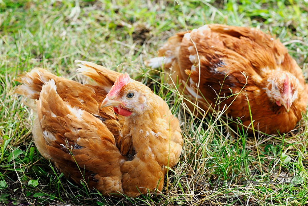 five weeks old chickens for fattening in the barn