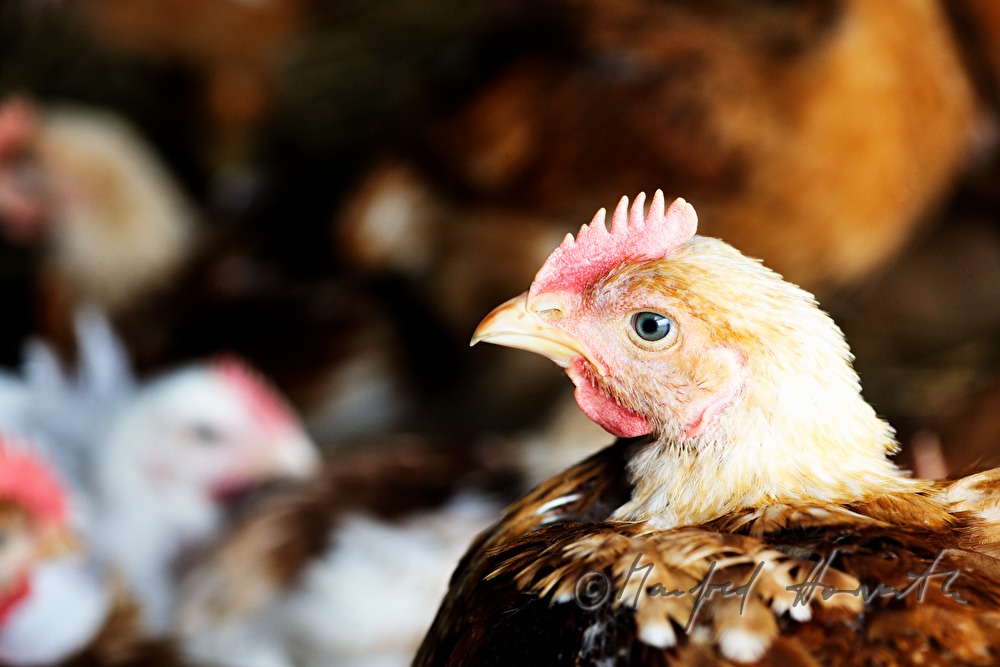 five weeks old chickens for fattening in the barn