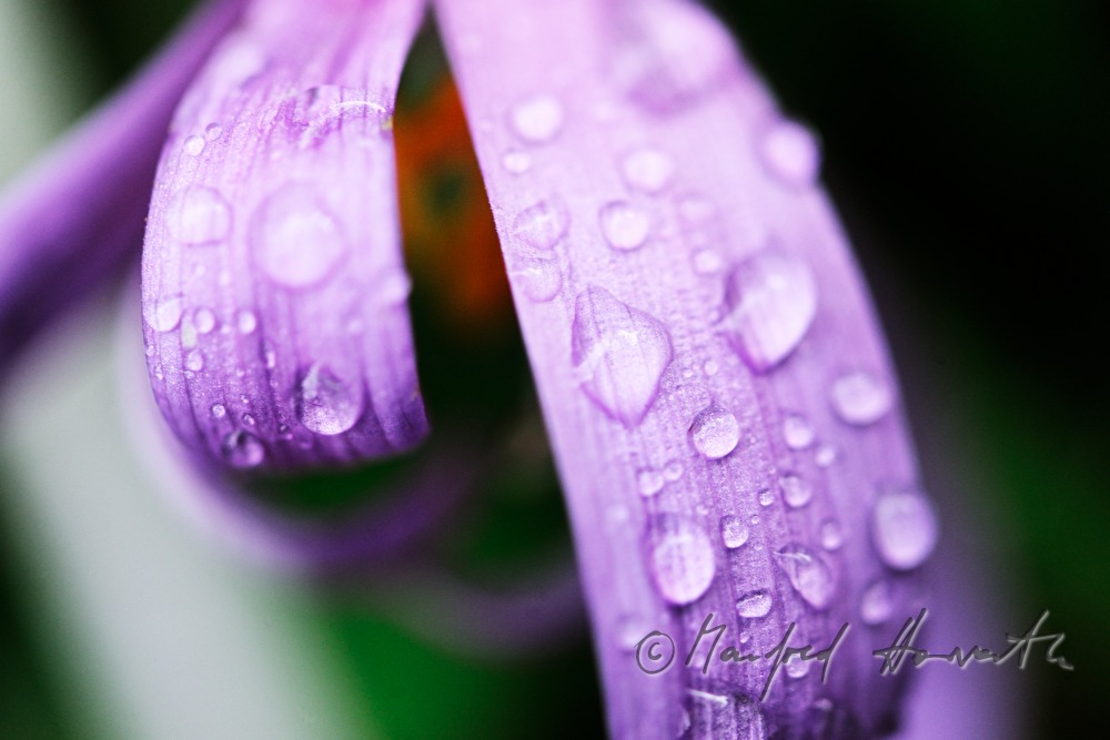 Colchicum autumnale with waterdrops from morning dew