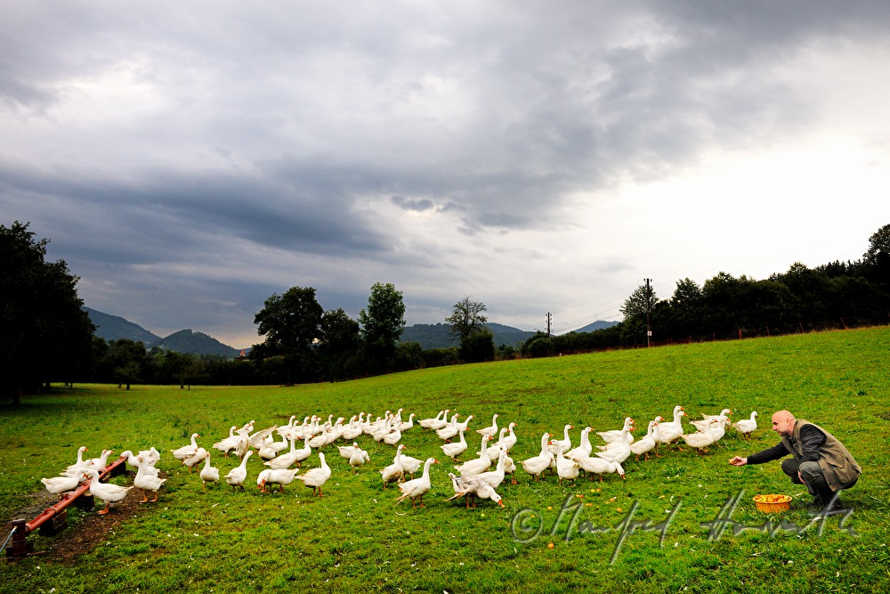 hunter and geese on the meadow