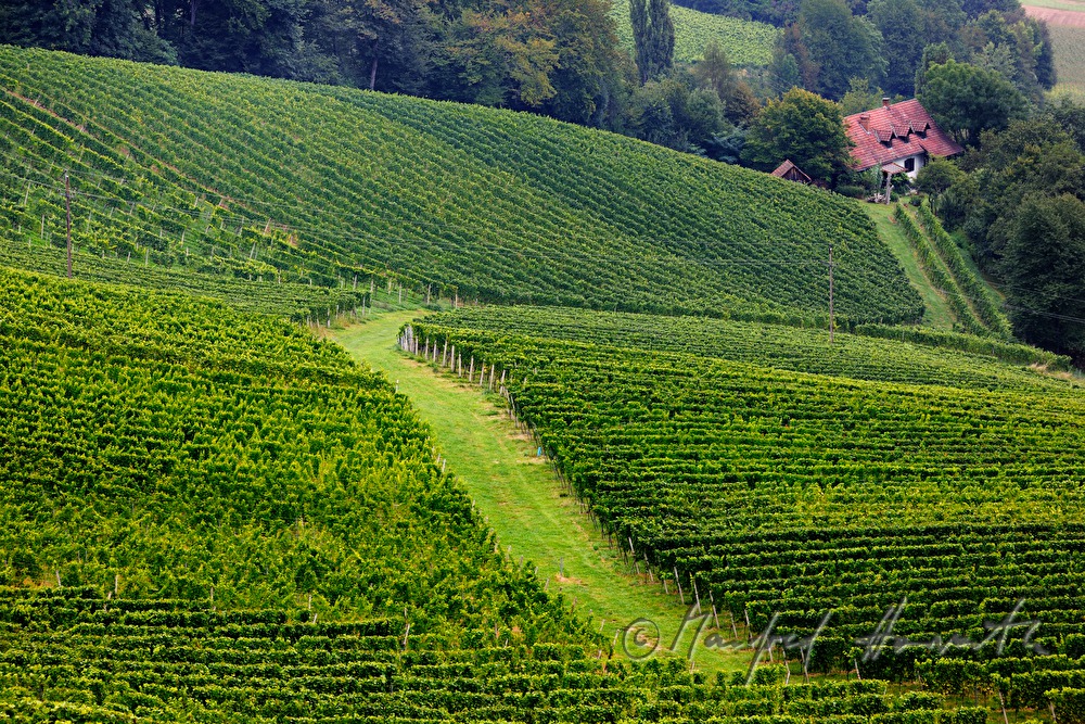 vineyards near the wine Estate Eory