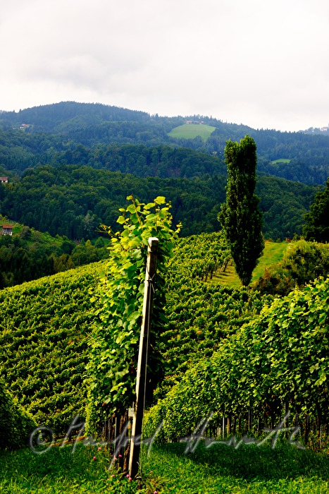vineyards near the wine Estate Eory