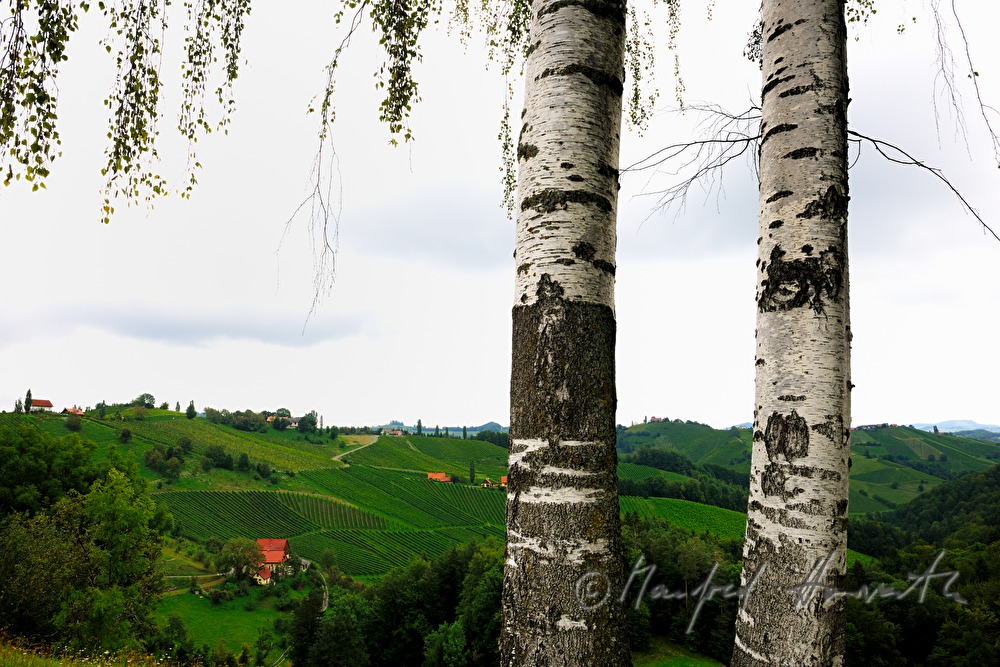 vineyards and birch trees near the Eory