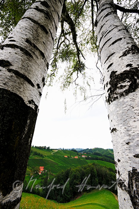 vineyards and birch trees near the Eory