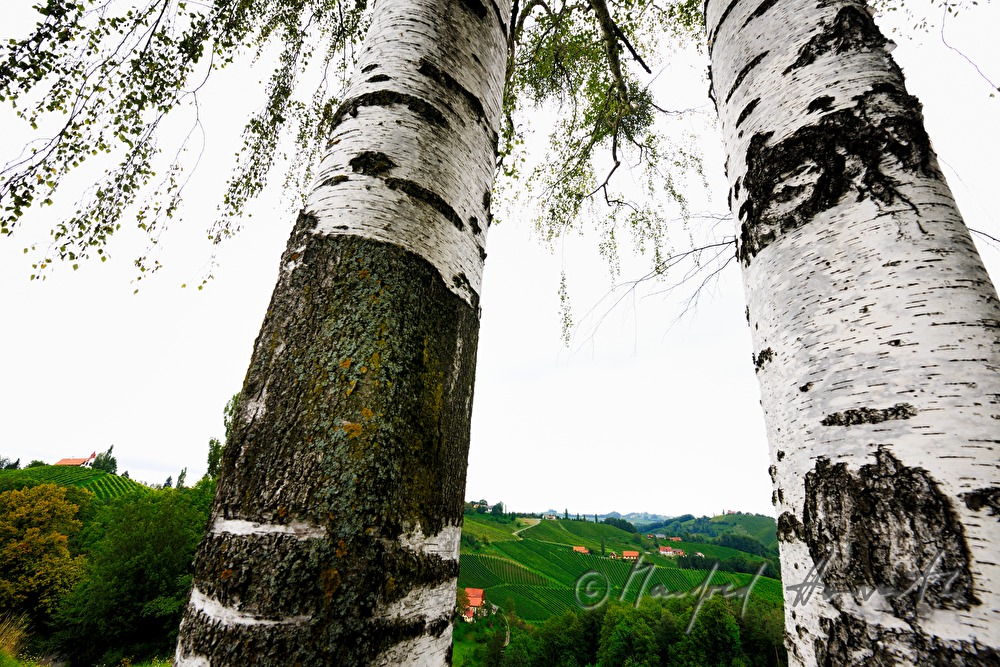 vineyards and birch trees near the Eory