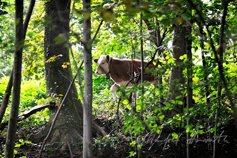 cow in the forest near a farm house