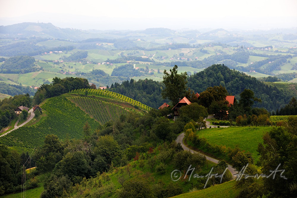 vineyards near the wine Estate Eory
