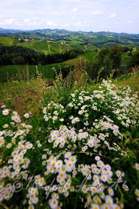 view over the vineyards to the East